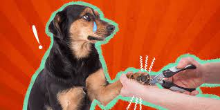how to stop a dog s nail from bleeding