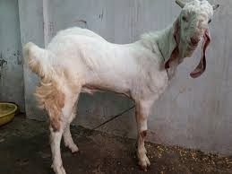 Jamunapari Goat Characteristics Growth Rate Milk Yield