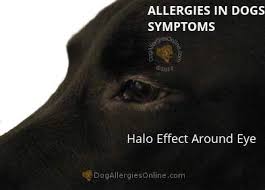 in dogs symptoms itchiness pruritus