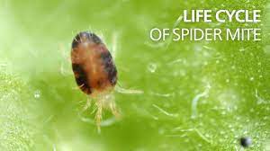 how to get rid of spider mites 2024