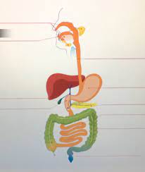 5 the part of the digestive system where the majority of the digestion and absorption of food takes place is just as important as the. Gizmo Digestive System Diagram Quizlet