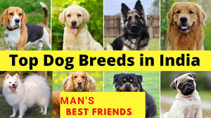 best pet dog breeds in india top pet