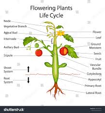 Education Chart Biology Flowering Plants Diagram Stock