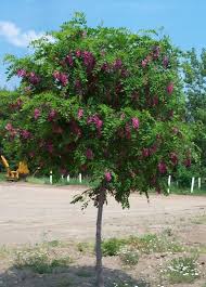 The extra advantage of this plant is that it will be in bloom for months on end. How To Grow Purple Robe Locust Tree Watters Garden Center