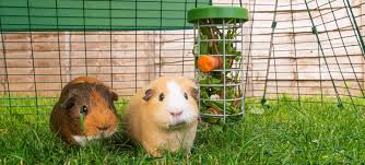 guinea pigs omlet blog us