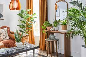 how to arrange plants in a living room
