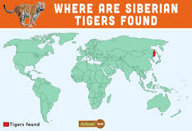 Siberian Tiger Facts Cubs Habitat Diet Adaptations Pictures