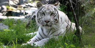 Résultat de recherche d'images pour "tigre blanc"