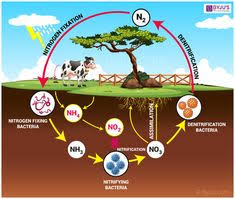 12 Best Nitrogen Cycle Images Nitrogen Cycle Cycling