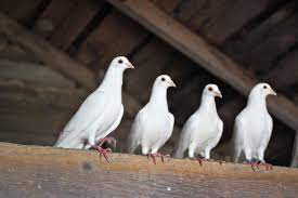 how to raise homing pigeons