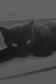 black cat animal cute watching dark bw