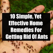 remes for getting rid of ants