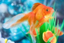 common goldfish colors gorgeous
