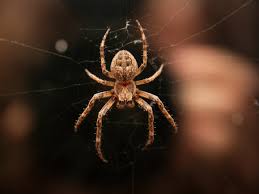 7 common house spiders in florida homes