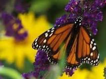 What color should a butterfly house be?