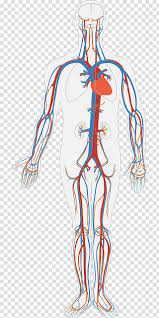 Human Nervous System Illustration Circulatory System