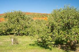 How To Grow Apple Trees At Home Gardeners Path