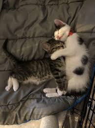 It doesn't necessarily mean she is abused, she is just curious. Just These Brothers Sleeping You Re Welcome Cat Sleeping Kittens Sleeping Kitten