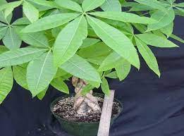 Produce due tipi di foglie ben diversi. Piante Da Appartamento La Pachira Pollicegreen