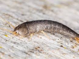 Do Silverfish Bite Facts Myths And