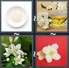 4 pics 1 word all levels with flowers