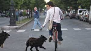 Notable crecimiento de los perros vagabundos en la vía pública y el riesgo  para los ciudadanos - La Razon de Chivilcoy