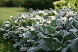 stachys byzantina silver carpet