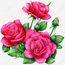 beautiful roses png images with