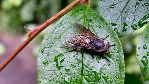 How To Keep Horse Flies Away From Your