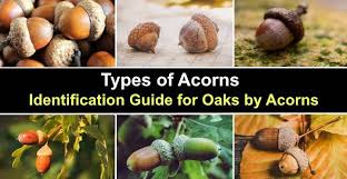 38 types of acorns with pictures