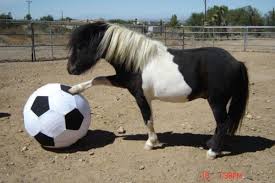 Mgoblog Horses Should Play Soccer Black Heart Gold Pants