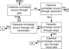 P Study The Given Flow Chart About Respiratory Structures In