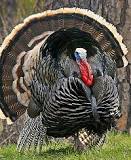 whats-the-largest-wild-turkey