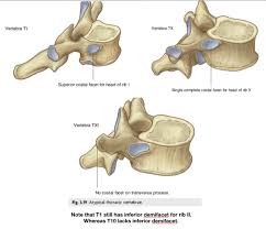 The atypical thoracic vertebrae display variation in the size, location and number of their superior and inferior costal facets. Print Thorax Flashcards Easy Notecards