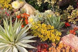 Drought Tolerant Landscaping Ideas