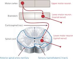 lesions of upper motor neurons and