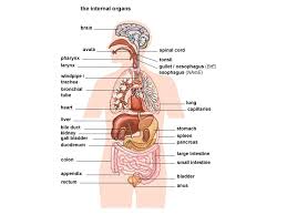 Diagram Of Internal Organs Tutorvista Com Clip Art Library
