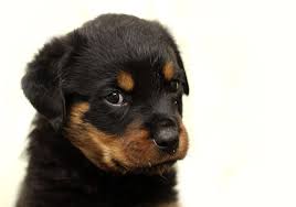 ultimate rottweiler puppy ping list