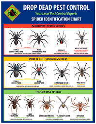 Spider Identification Chart Hot Trending Now