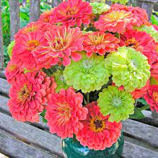 Annuals For Beautiful Cut Flowers