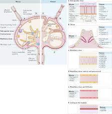 lymphatic endothelial cells of the