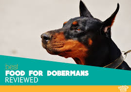 Best Dog Food For Dobermans Our Top 10 Reviews For 2019