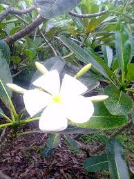 Kamboja sendiri merupakan bunga yang berasal dari amerika tengah dan diperkirakan baru masuk. Forum Muslim Bunga Kamboja Putih