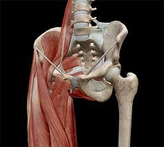 These muscles, including the gluteus maximus and the hamstrings, extend the thigh at the hip in support of the body's weight and propulsion. 5 Facts About The Anatomy Of The Pelvic Cavity