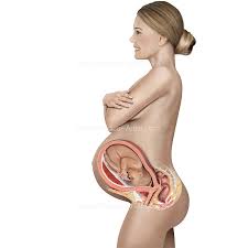 Your internal organs stock images are ready. Pregnancy Illustrations Visualisations Of The Human Gestation Period