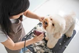 dog grooming costs and how much to tip