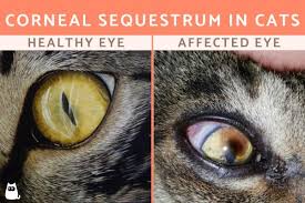 corneal sequestrum in cats black spot