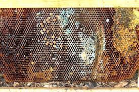 Ick Mold In My Hive Honey Bee Suite