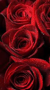 red roses drops flowers love nature
