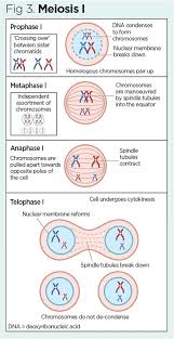 genes and chromosomes 2 cell division
